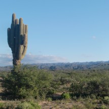 Huge cactus in Ischigualasto